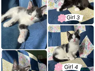 Mixed Breed cats Adorable kittens for sale - Advert 2