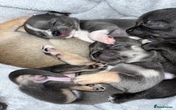 Chihuahua dogs for stud: Chihuahua proven stud - Image 9