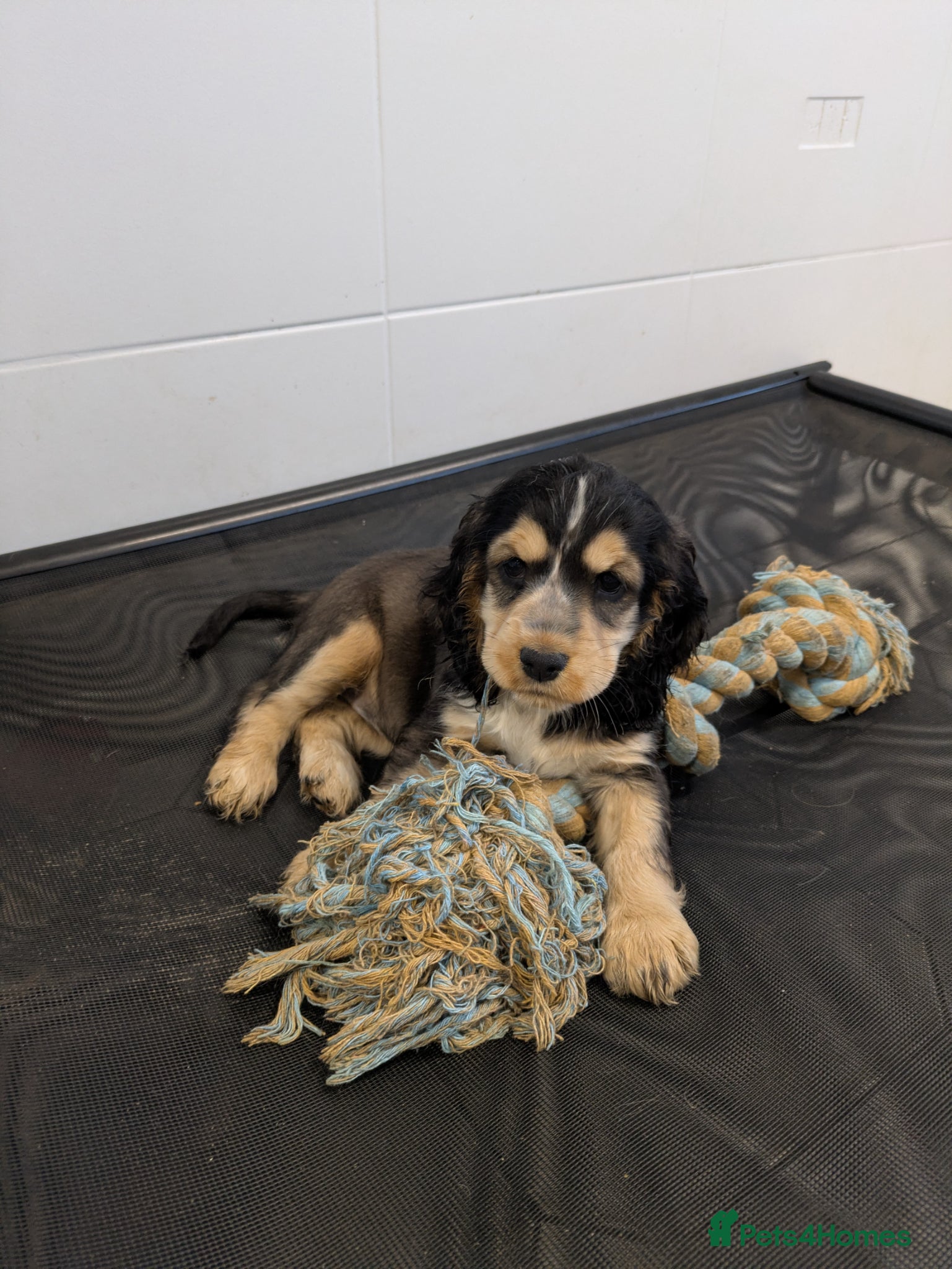 Cocker Spaniel dogs 1 girl Ready KC show cocker PRA FN tested - Advert 1