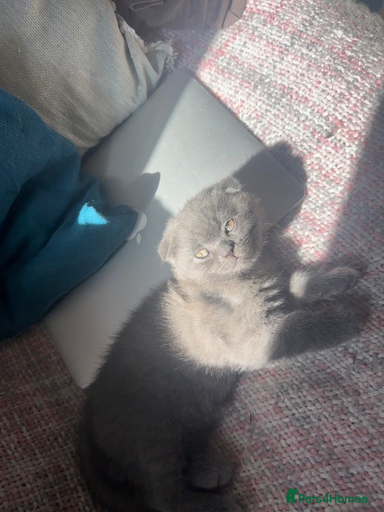 Scottish Fold cats Adorable and friendly Scottish fold kittens - Advert 2