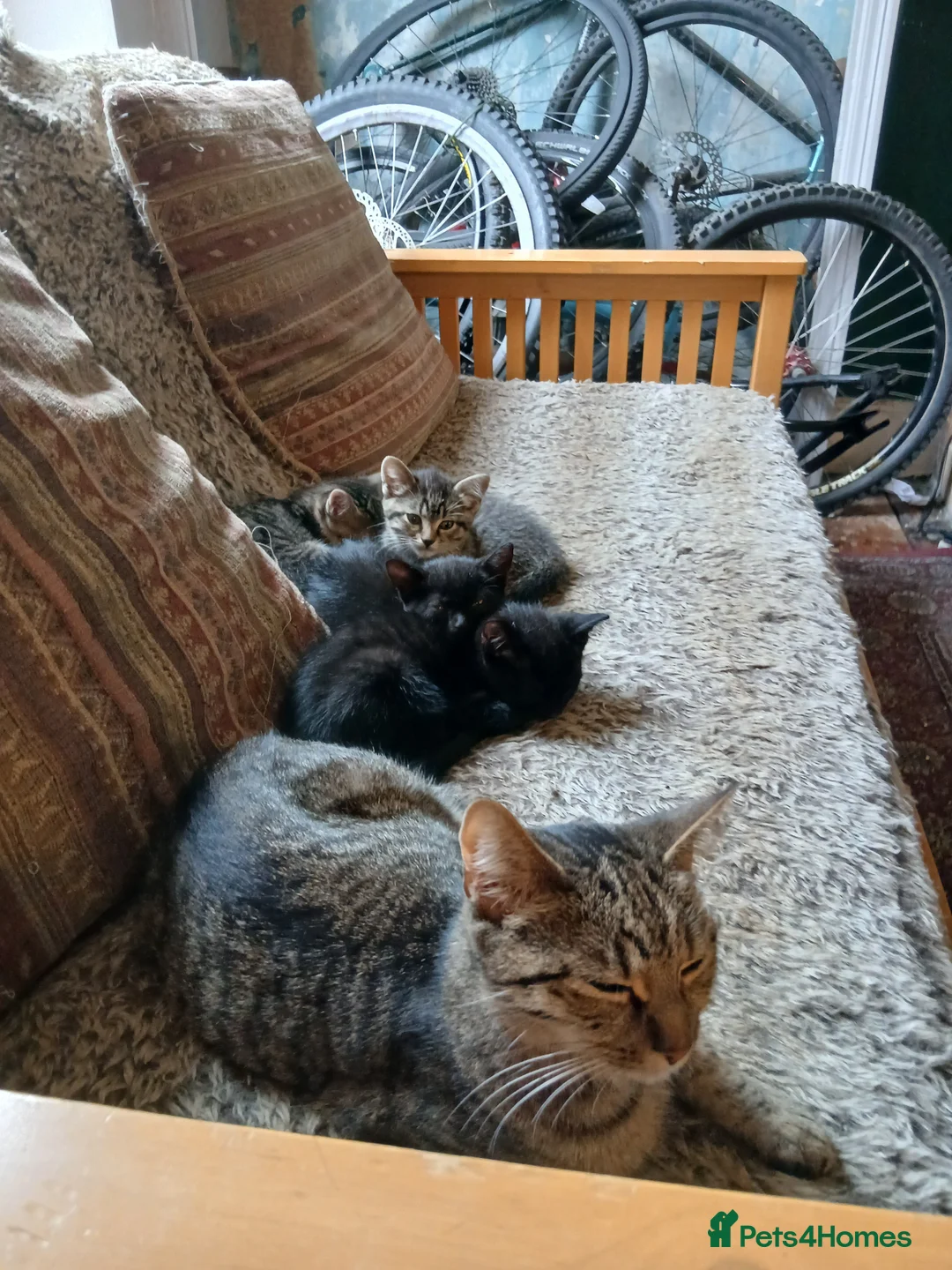 Mixed Breed cats for sale: 4 boys looking for a forever home - Advert 1