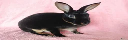 Rex rabbits for sale: Mini rex for sale  - Advert 1