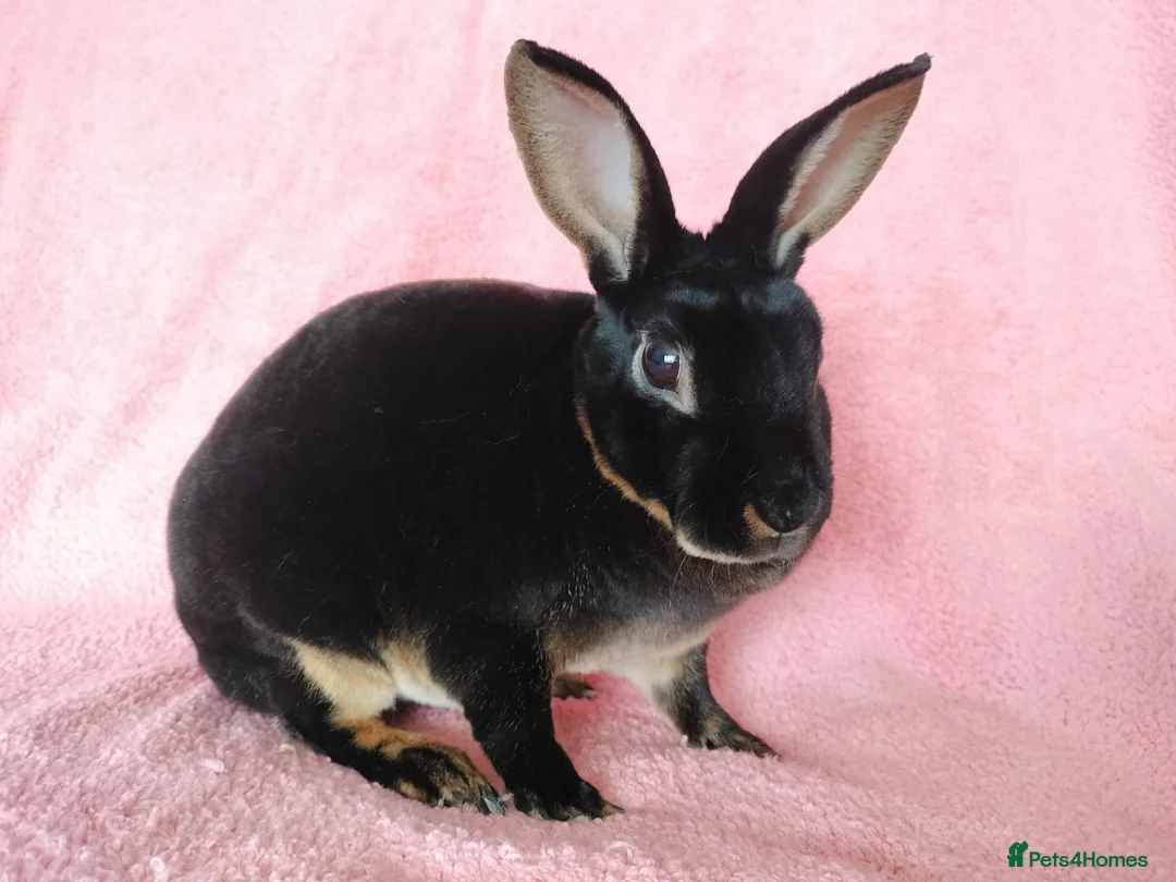 Rex rabbits for sale: Mini rex for sale  - Advert 1