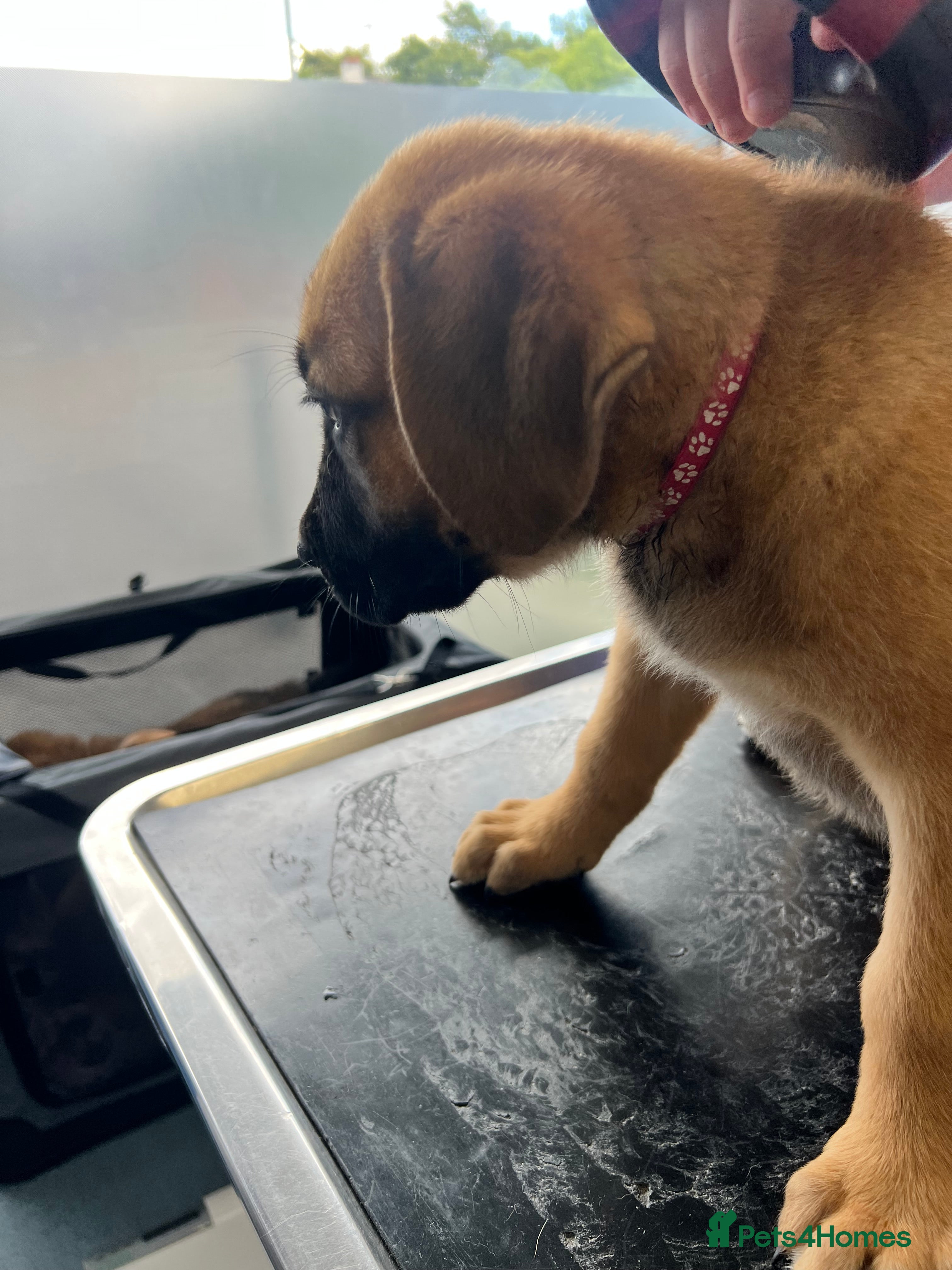 Mixed Breed dogs Douge De Bordeaux X German Shepard's - Advert 2