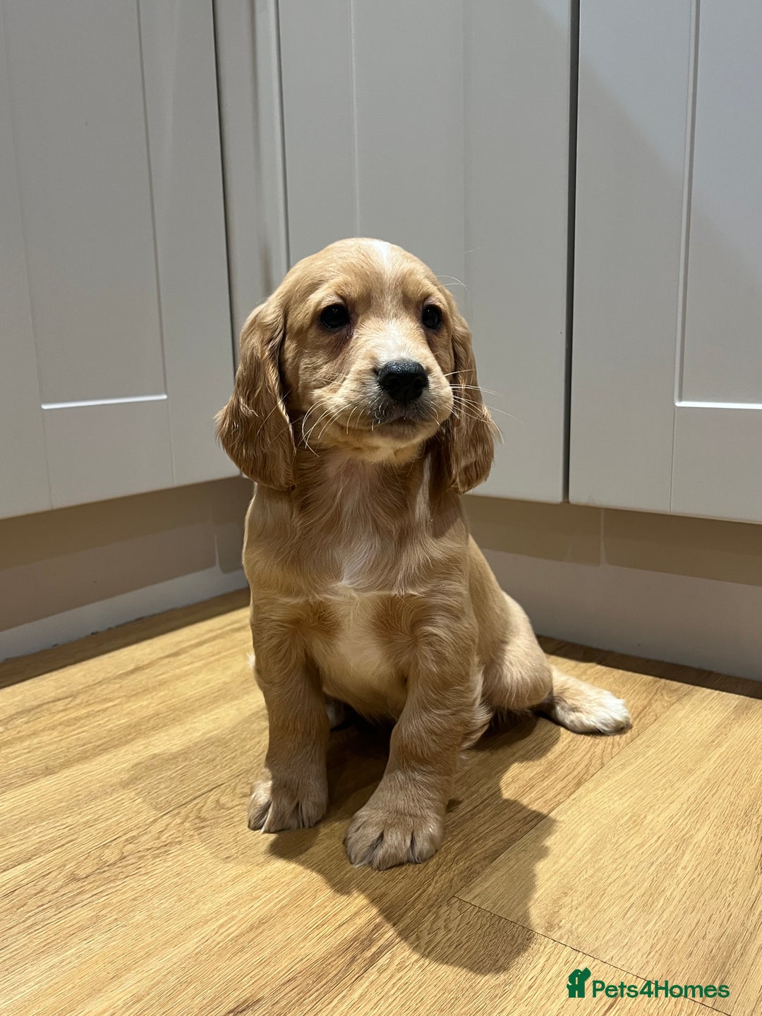 Cocker Spaniel dogs for sale: KC COCKER SPANIEL PUPPIES  - Advert 3