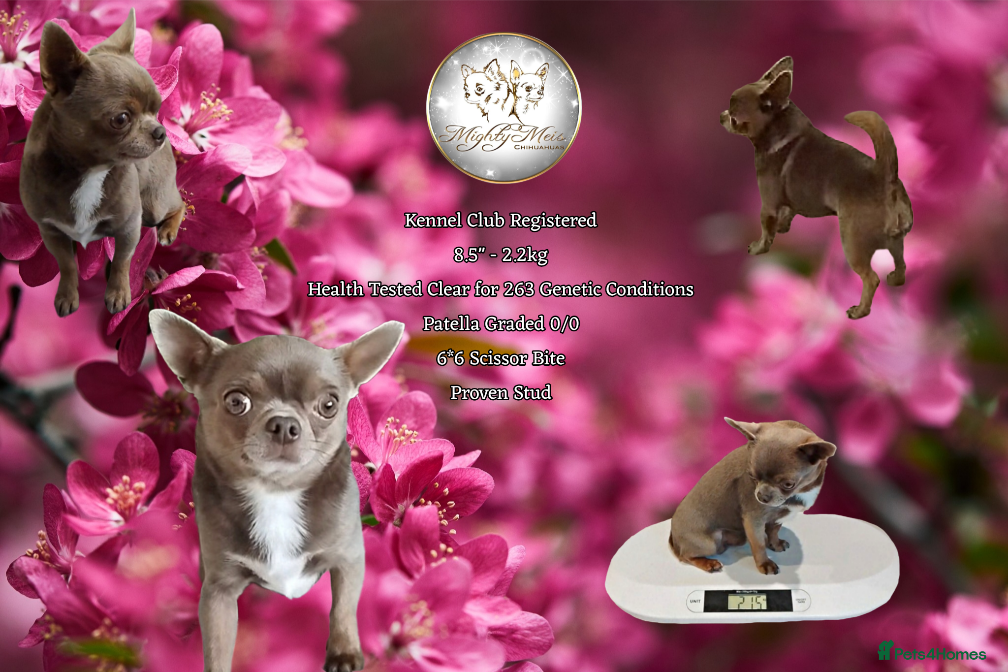 Chihuahua dogs KC reg-Health tested-PROVEN  - Advert 11