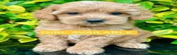 Cavapoo dogs for sale: F1 cavapoo puppies - Advert 2
