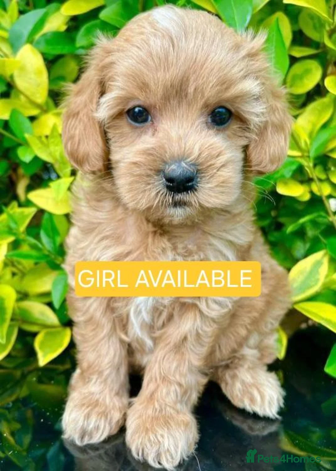 Cavapoo dogs for sale: F1 cavapoo puppies - Advert 2