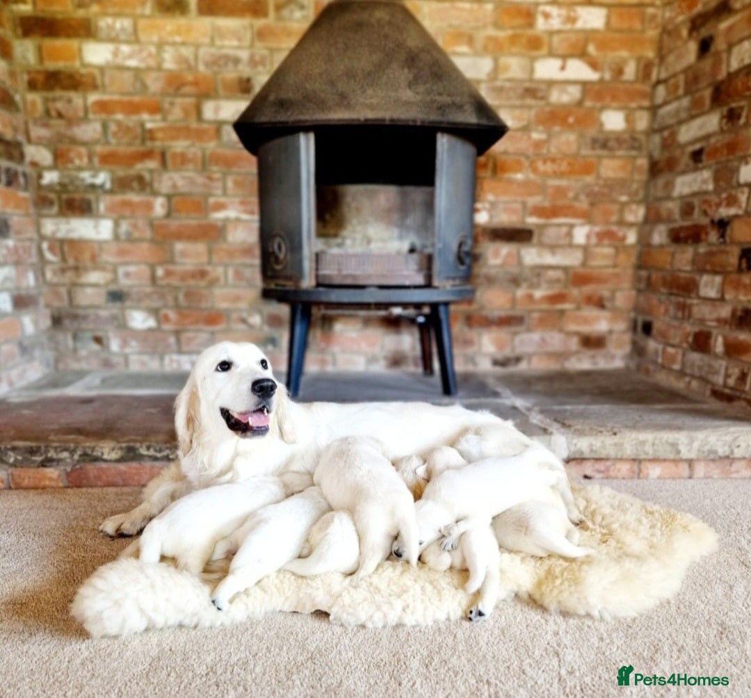 Golden Retriever dogs Newmiller Retrievers Upcoming Litter Announcement - Advert 1