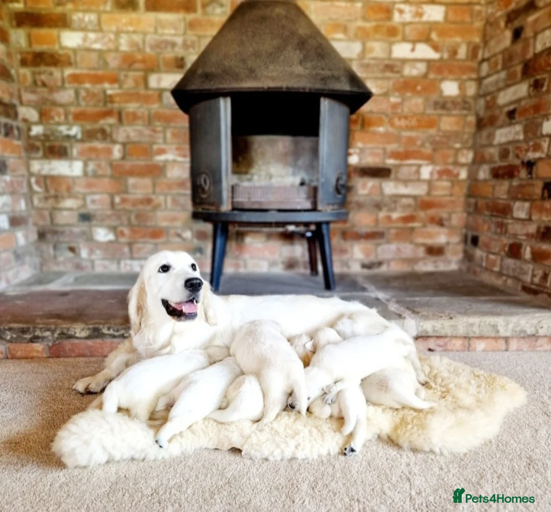 Golden Retriever dogs for sale: Newmiller Retrievers Upcoming Litter Announcement - Advert 1