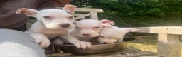 Mixed Breed dogs for sale: Stunning American Bull Staffy Puppies - Advert 4