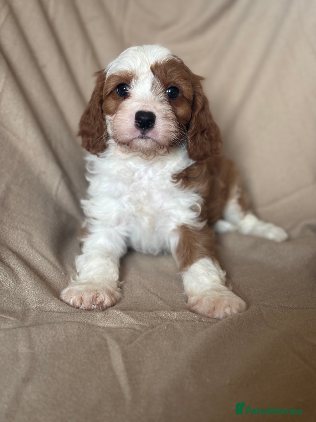 Cavapoo dogs for sale: F1 CAVAPOO PUPPIES - Image 8