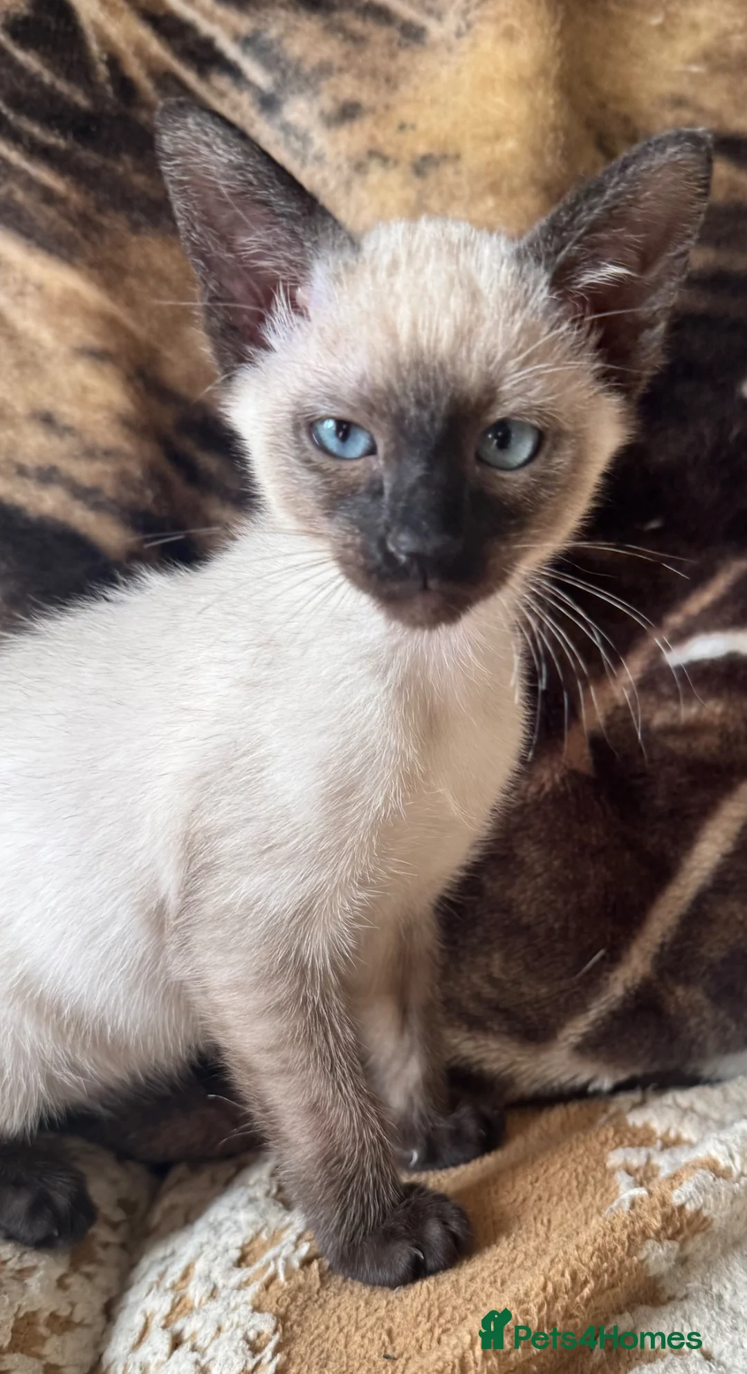 Siamese cats for sale: Seal point Siamese kitten male - Advert 2