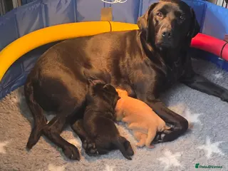 Labrador Retriever dogs KC registered labrador puppies - Advert 9