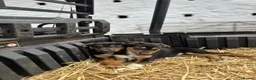 Mixed Breed dogs for sale: Beautiful Huntaway X Collie Pups in Brecon - Advert 23