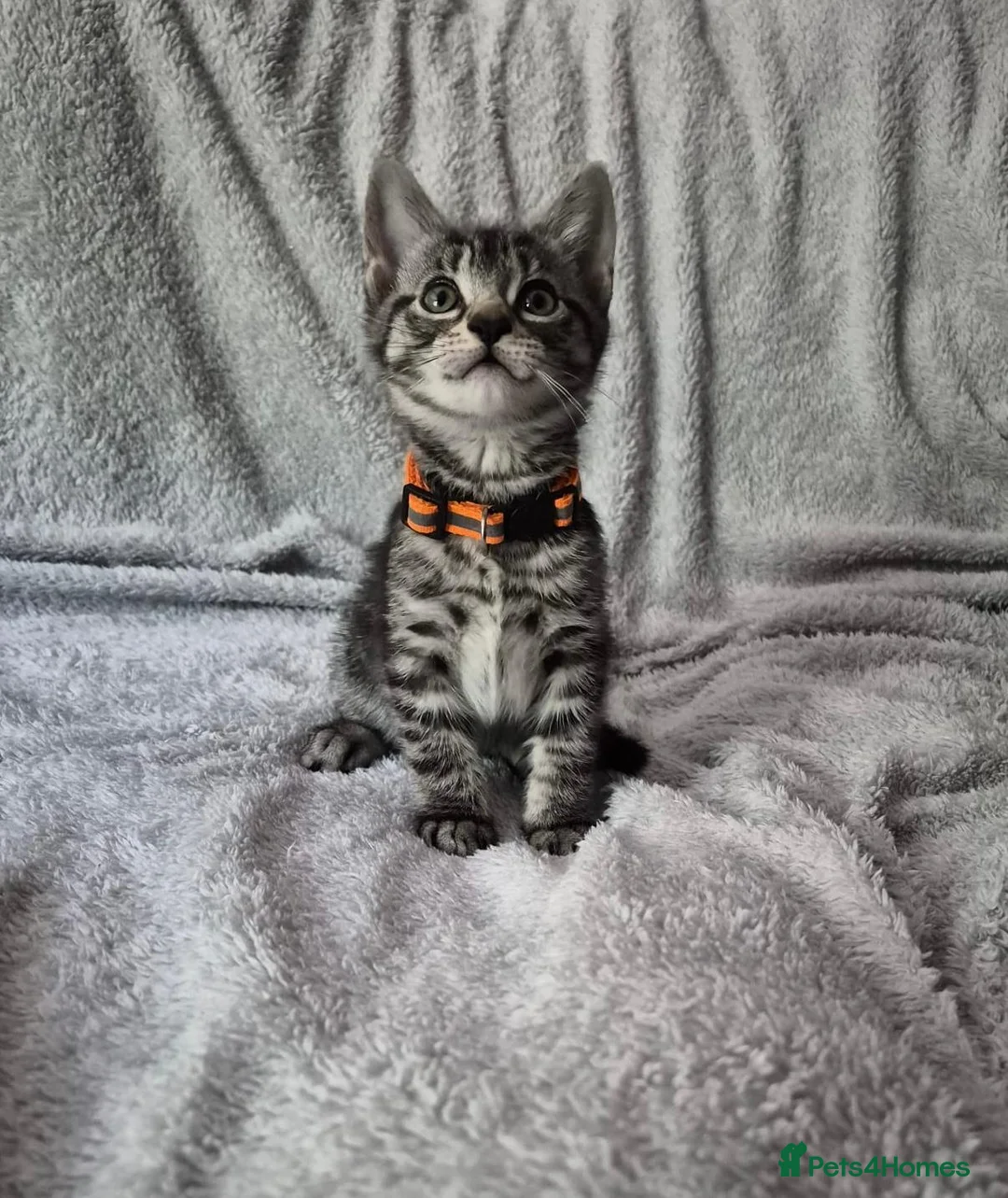 Mixed Breed cats for sale: 4 kittens  - Advert 2