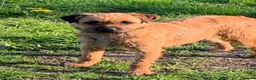 Border Terrier dogs for sale: Champion bred companion  - Advert 8