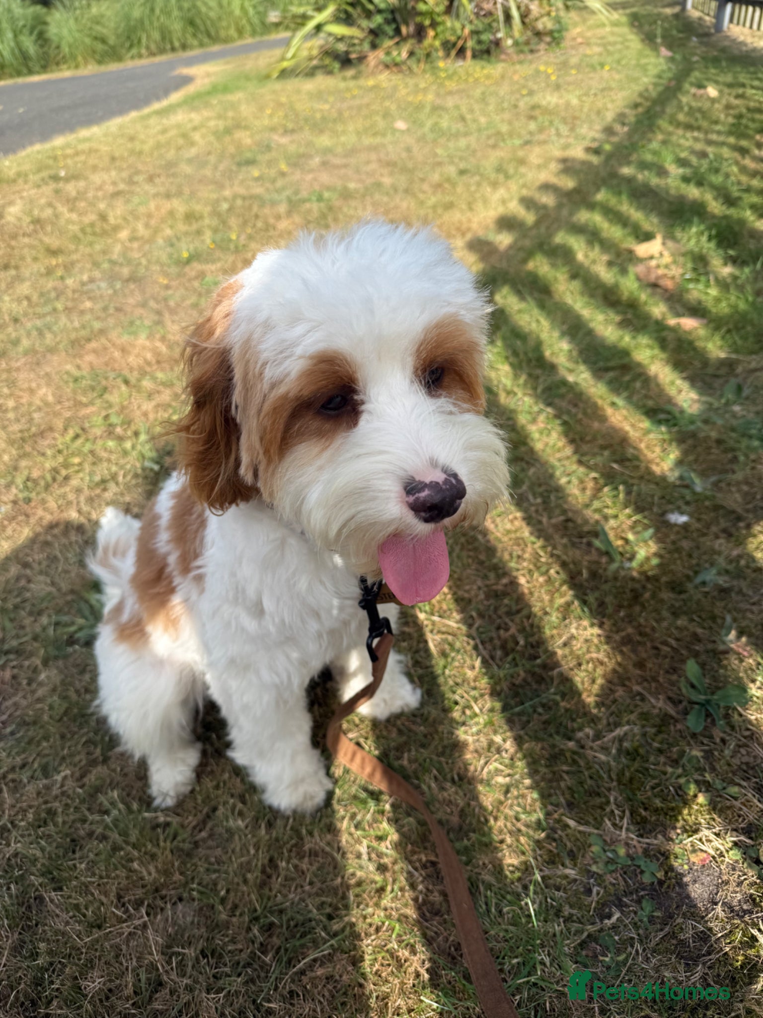 Cavapoo dogs for sale: Cavapoo - Advert 1