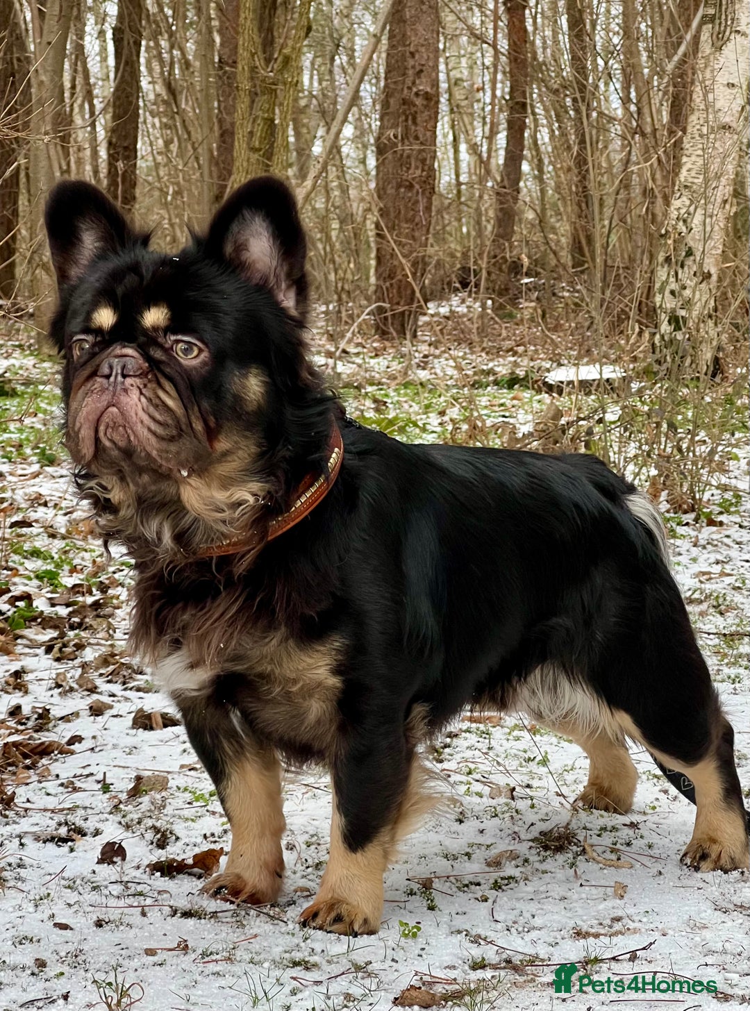 French Bulldog dogs for stud: PROVEN STUD Louis Isabella, Rojo Visual Fluffy in London - Advert 1