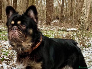 French Bulldog dogs PROVEN STUD Louis Isabella, Rojo Visual Fluffy in London - Advert 6