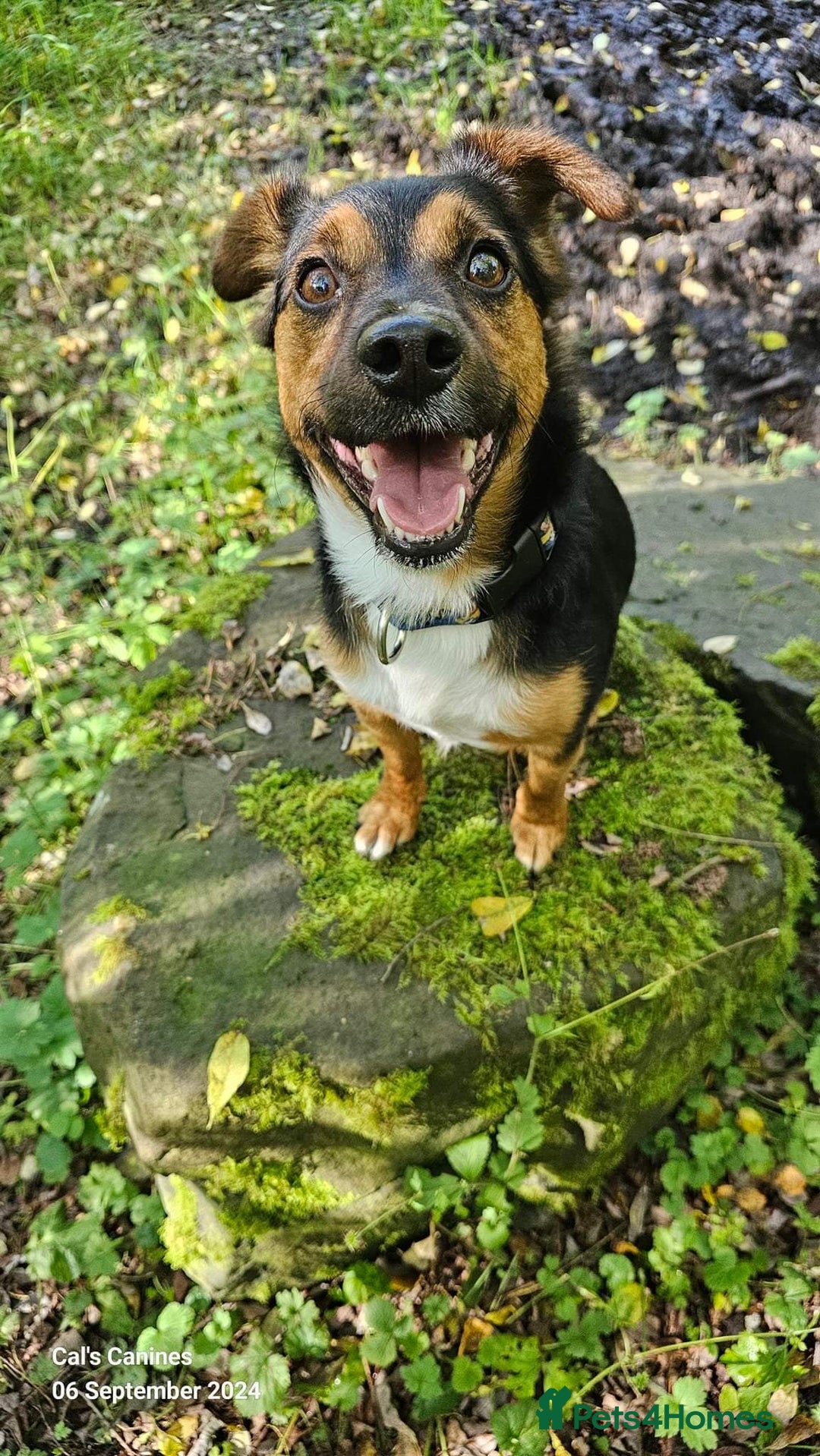 Mixed Breed dogs for sale: Max the jackapoo - Image 2