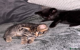 Mixed Breed cats for sale: 7 Gorgeous mixed kittens - Image 7