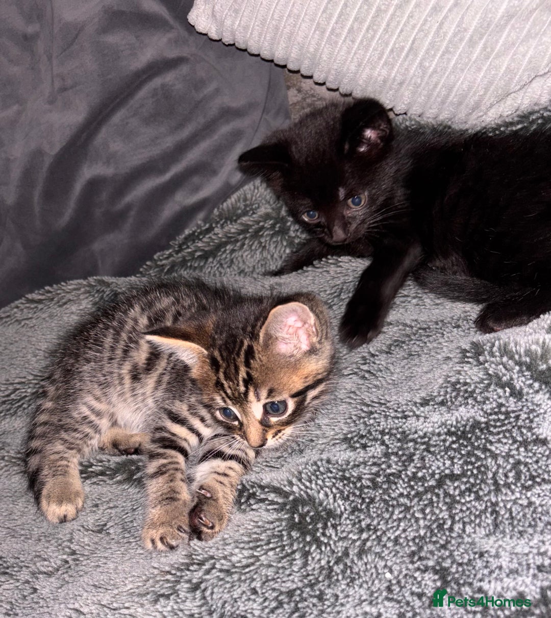 Mixed Breed cats for sale: 7 Gorgeous mixed kittens - Image 7