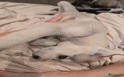 Siberian Husky dogs for sale: Stunning Pure siberian husky pups - Image 4