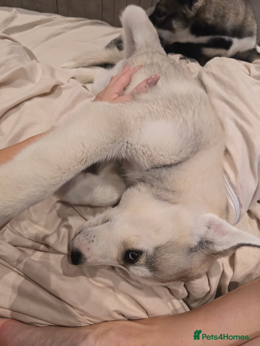Siberian Husky dogs for sale: Stunning Pure siberian husky pups - Image 4
