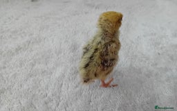 Quail poultry for sale: Coturnix, Celadon and Chinese Painted Quail Chicks - Image 4