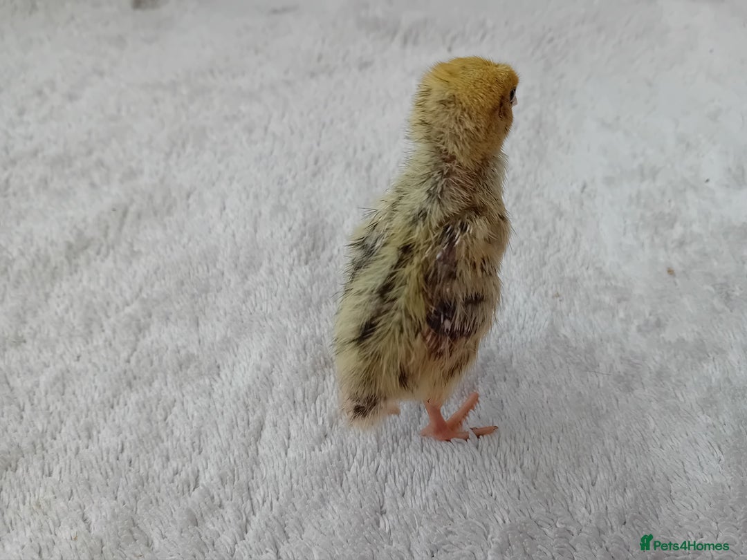 Quail poultry for sale: Coturnix, Celadon and Chinese Painted Quail Chicks - Image 4