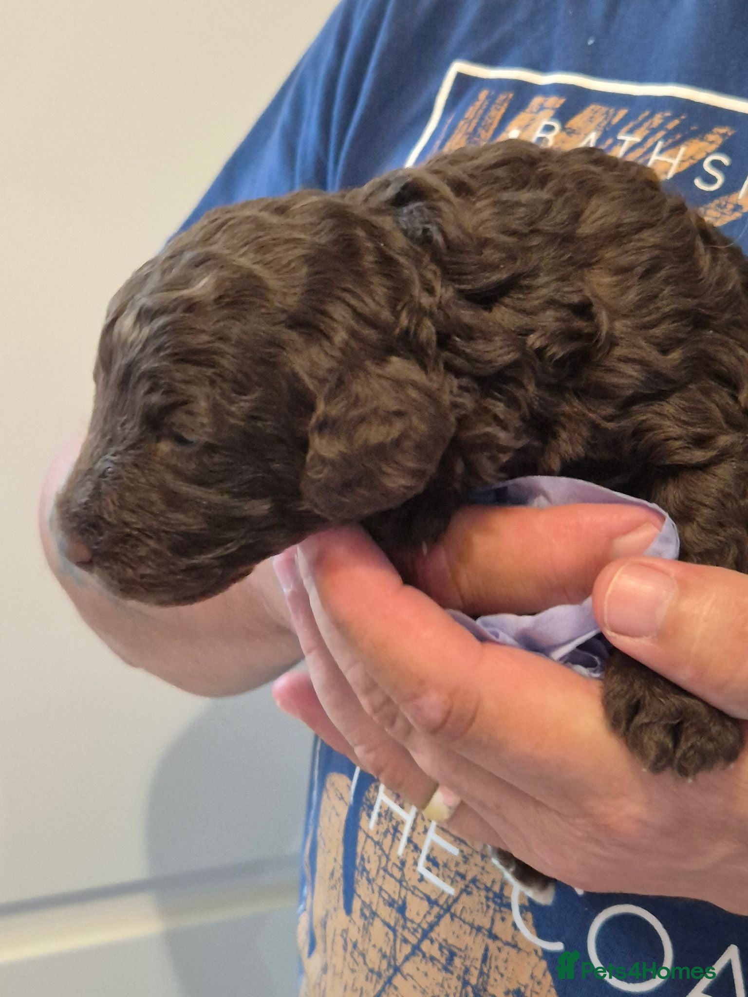 Cockapoo dogs Chocolate/merle cockapoos - Advert 2