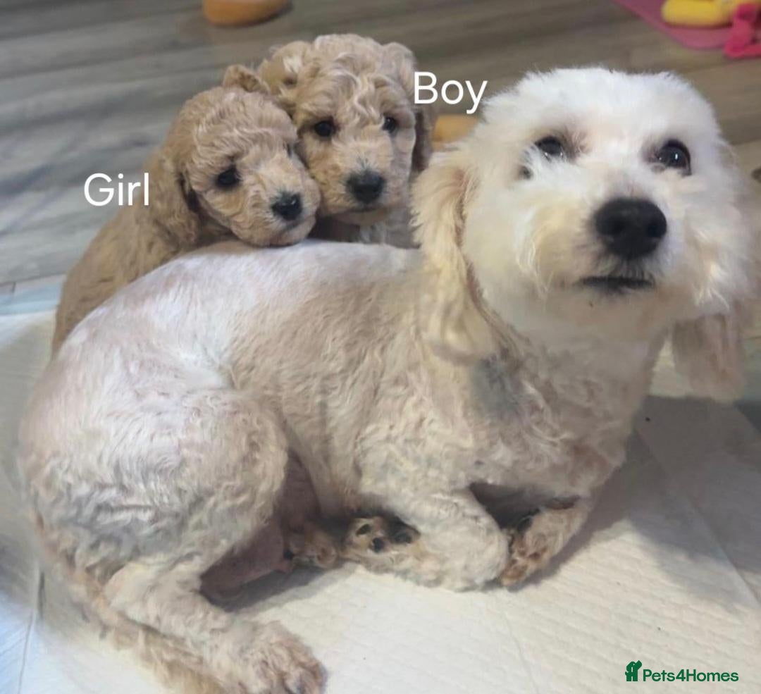 Toy Poodle dogs Toy Poodles 1 Girl & 1 Boy - Advert 1