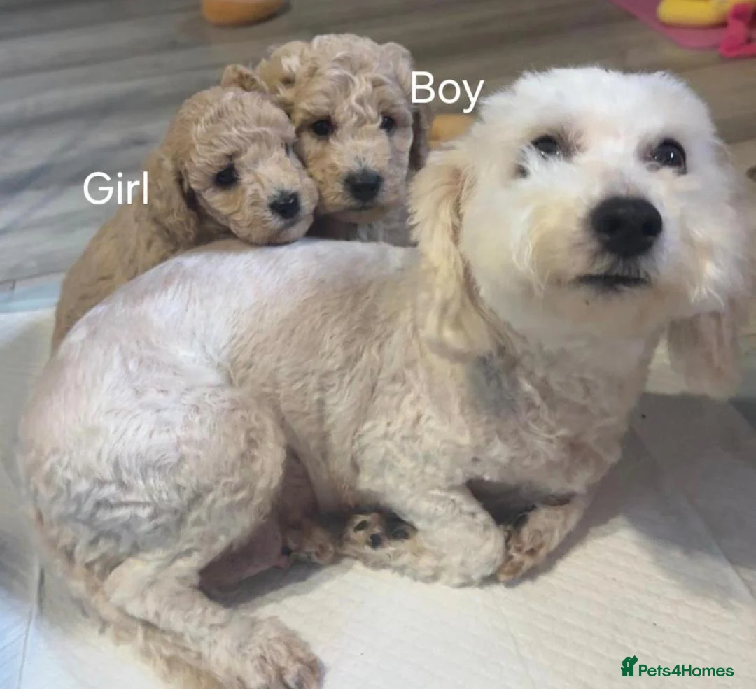 Toy Poodle dogs for sale: Toy Poodles 1 Girl & 1 Boy in Tranent - Advert 1