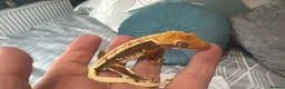 Gecko reptiles for sale: Baby gargoyle geckos and baby cresties lilys etx - Advert 20