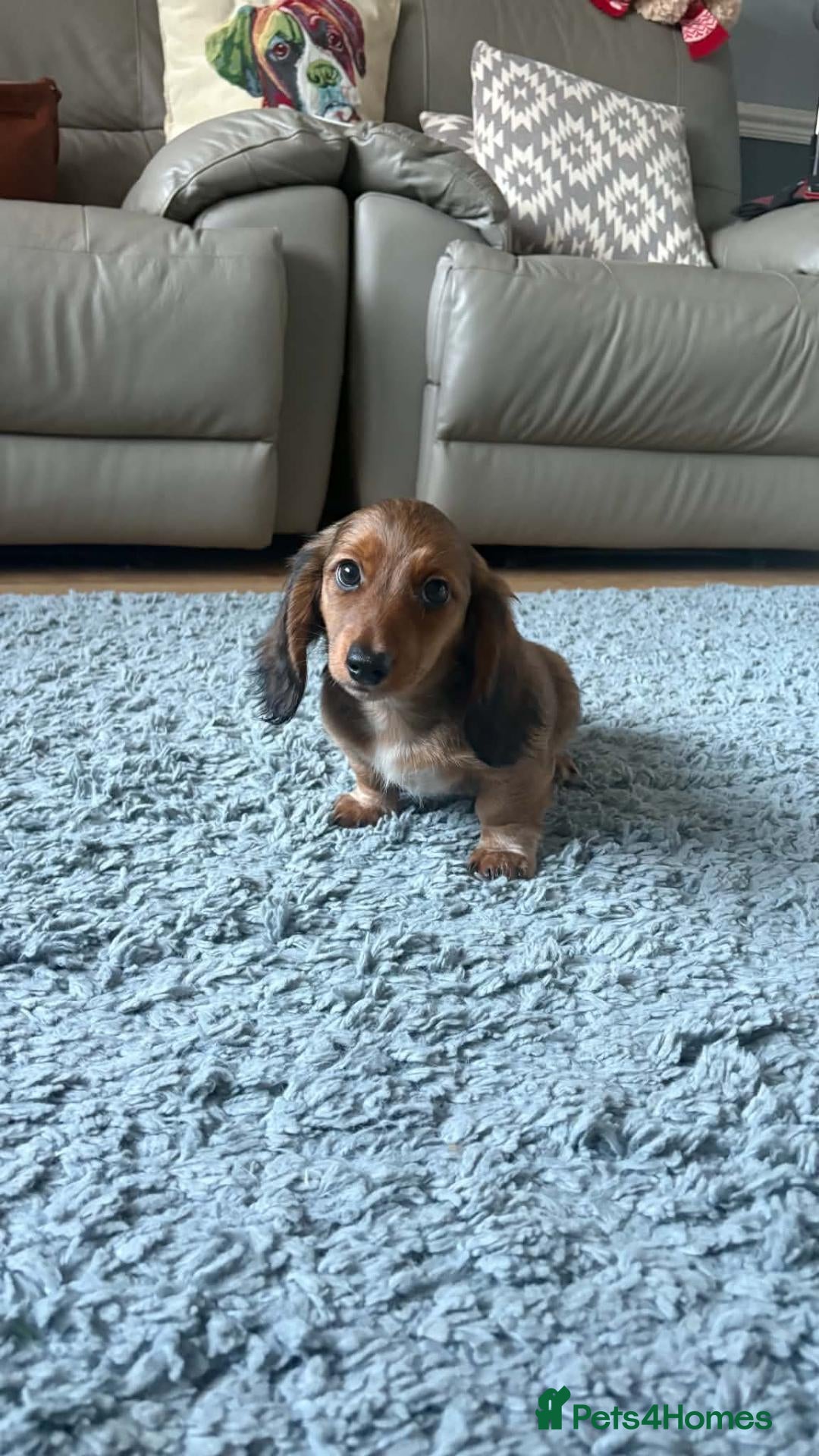 Dachshund dogs   Mini KC-registered longhaired dachshund puppies  - Advert 2