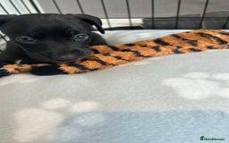Mixed Breed dogs for sale: Bull whippets - Image 2