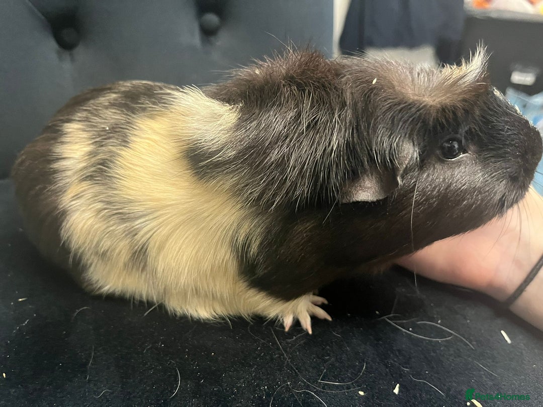 Guinea Pig rodents for sale: Free 4 male guinea pigs - Advert 10