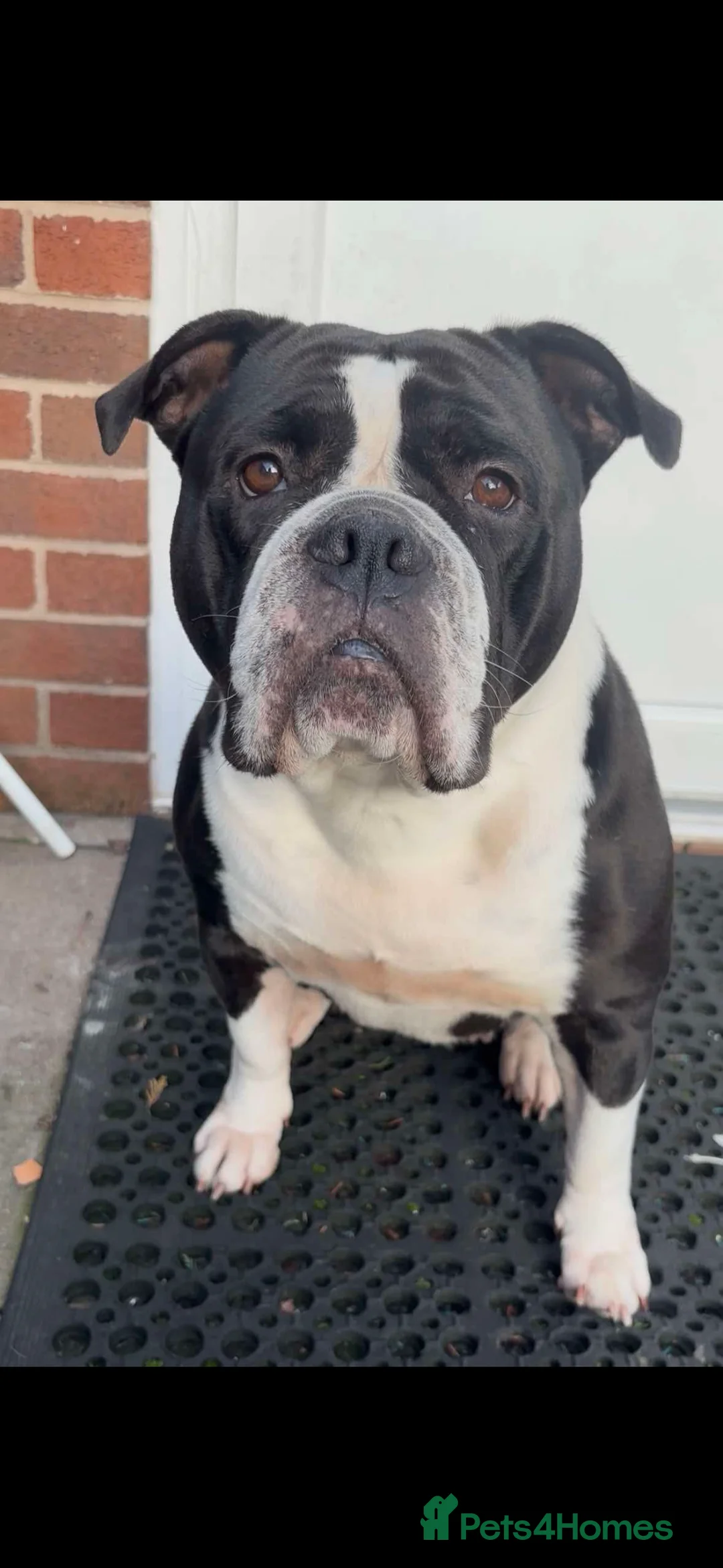 Dorset Olde Tyme Bulldogge dogs for sale: Olde tyme bulldog  - Advert 2