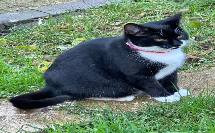 Mixed Breed cats - Advert 1