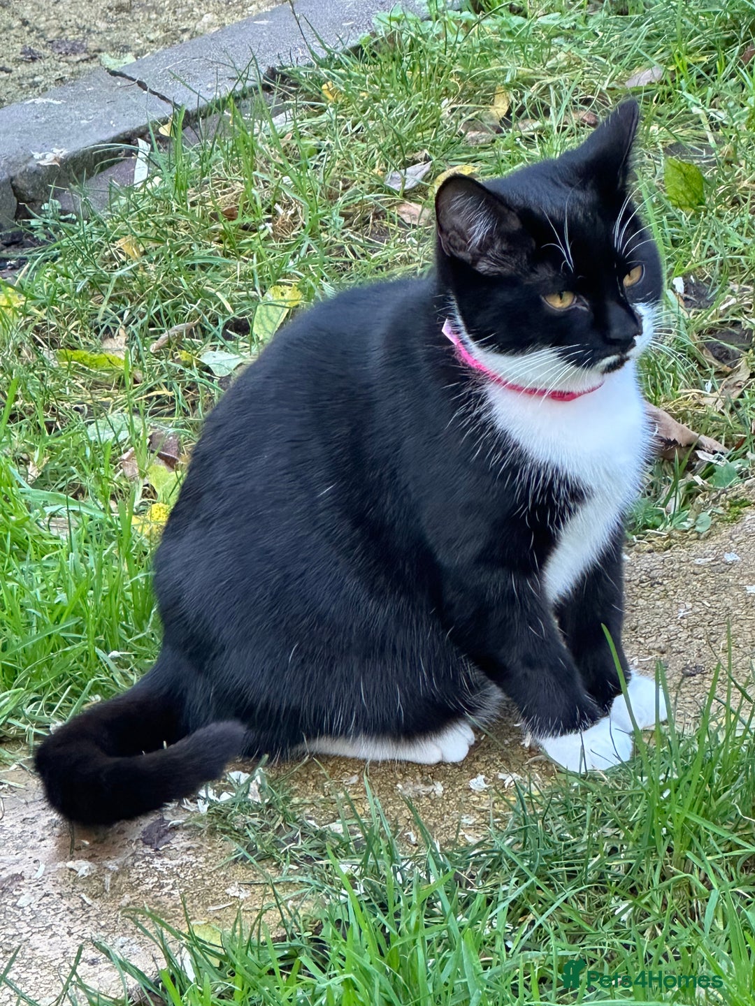 Mixed Breed cats for sale: Female black and white cat - Image 1