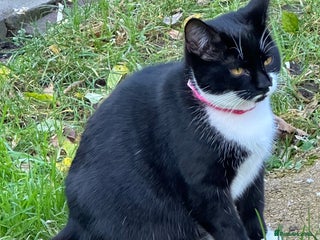 Mixed Breed cats - Advert 15