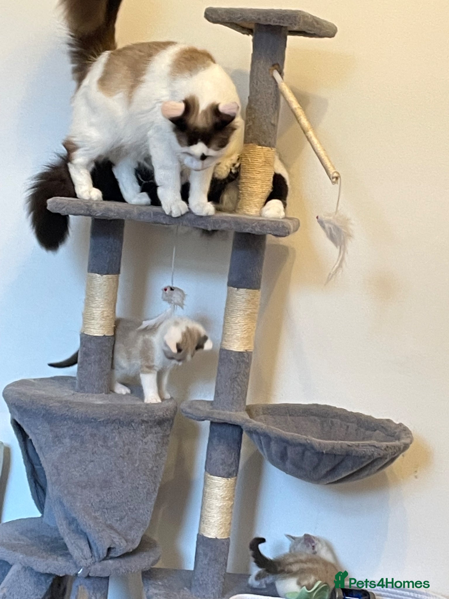 Mixed Breed cats for sale:  fluffy ragdoll mix kittens for sale  in Portsmouth - Advert 4