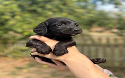 Sprocker dogs for sale: Sprocker Puppies - Image 7