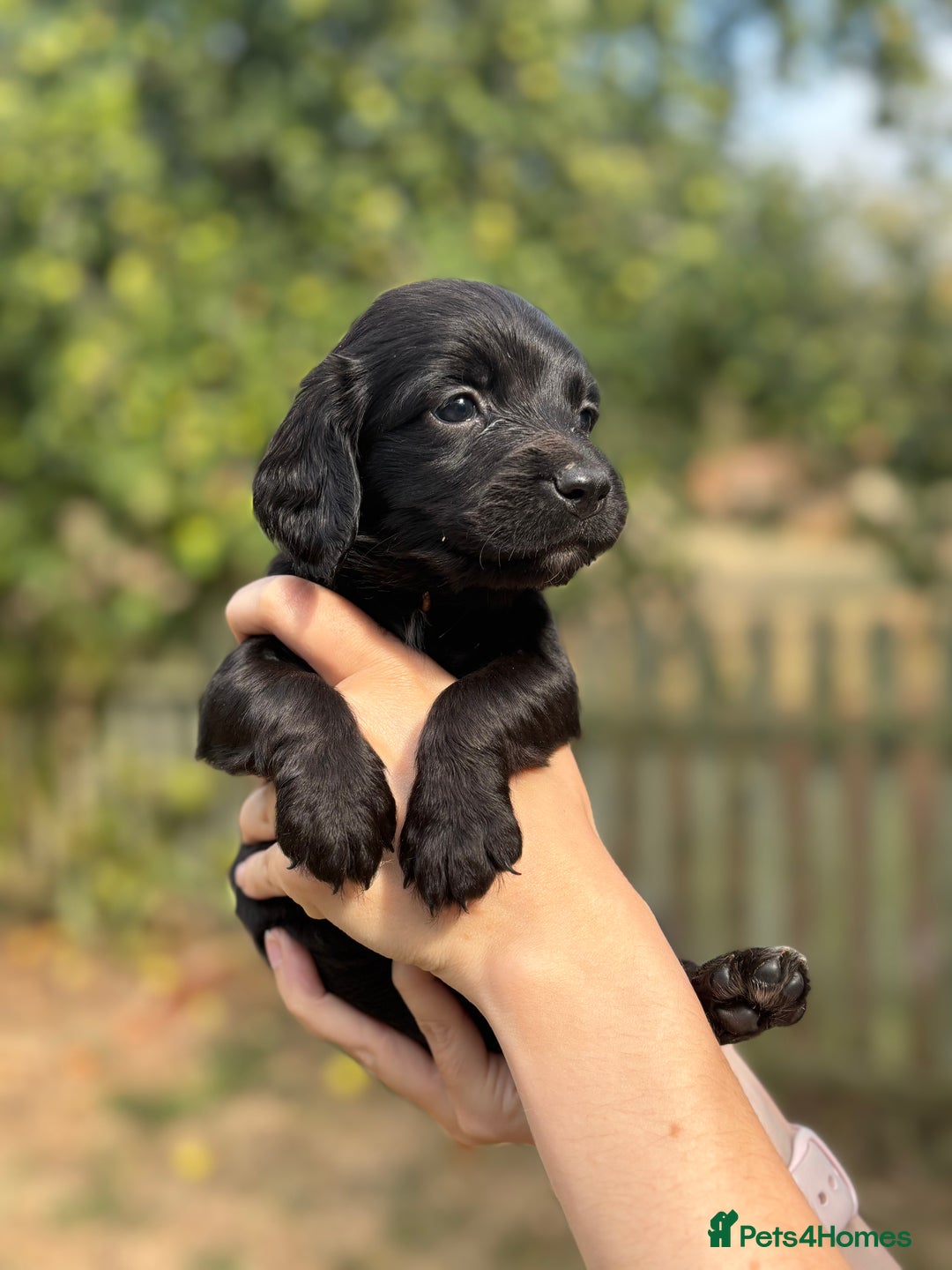 Sprocker dogs for sale: Sprocker Puppies - Image 7
