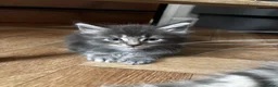 Maine Coon cats for sale: Majestic Maine Coon Kittens  - Advert 18