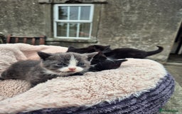Mixed Breed cats for sale: 2 Beautiful b+w kittens Ready Now ( 2 left) - Image 8