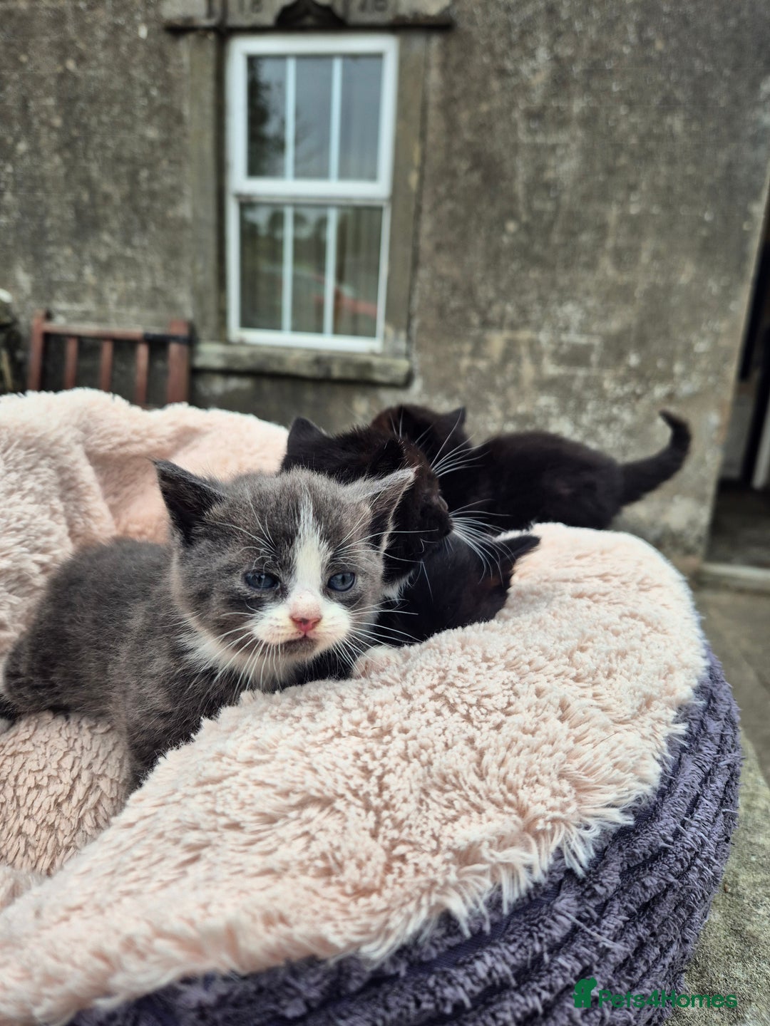 Mixed Breed cats for sale: 2 Beautiful b+w kittens Ready Now ( 2 left) - Image 8