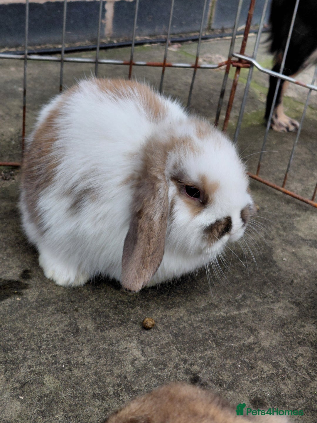 Mini Lop rabbits for sale: Mini Lop babies. All boys.  - Advert 6