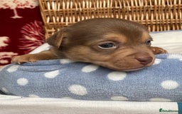 Jack Russell dogs for sale: Rare coloured mini Jack Russells - Image 4